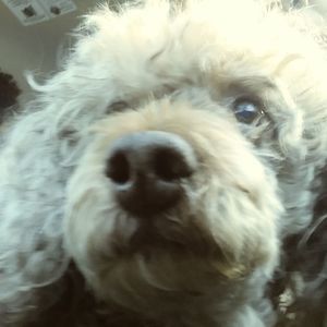 Meet your Posher, Isabella